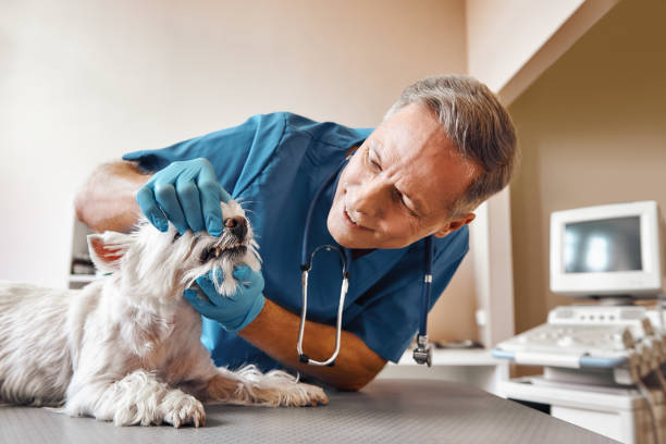 Best Emergency Denture Repair in Hattiesburg, MS